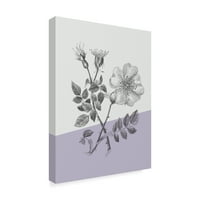 Трговска марка ликовна уметност „Ботаника IV Блок во боја“ платно портфолио на Wild Apple
